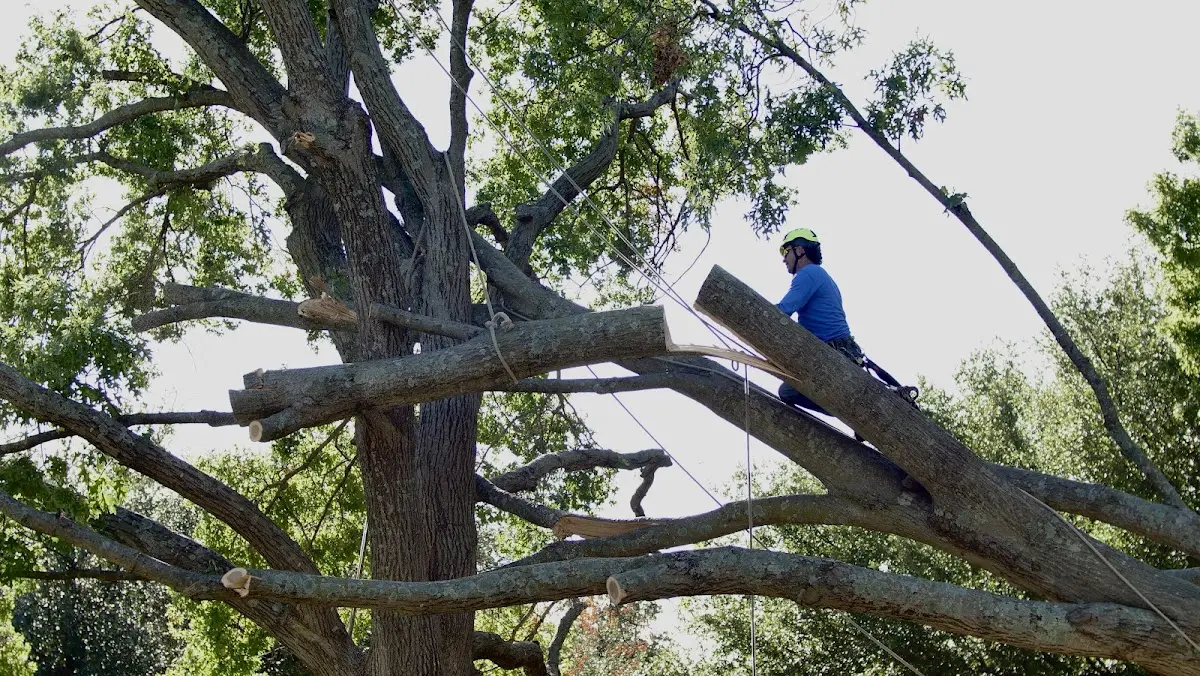 Professional Hazardous Tree Removal performed by certified arborists in Watauga